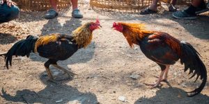 Đá Gà Trực Tiếp C1 - Sôi Động, Kịch Tính Đến Phút Cuối Cùng